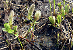 Salix fuscescens