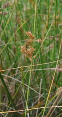 Juncus amabilis