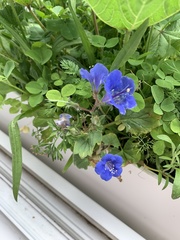 Phacelia campanularia