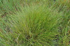 Isolepis inundata