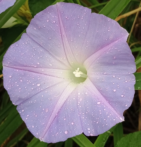 Ipomoea indica observed 2026-10-02