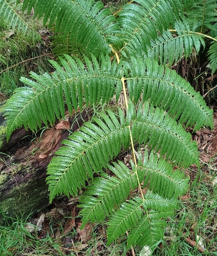 Cibotium glaucum observed 2026-10-02