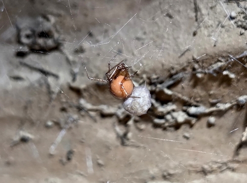 Red House Spider