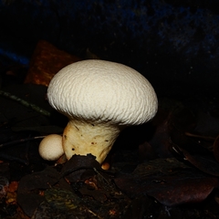 Pleurotus dryinus