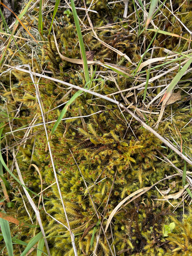 Breutelia affinis observed 2026-10-03