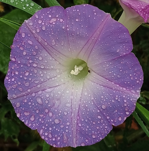 Ipomoea indica observed 2026-10-02