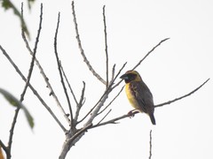 Pachyphantes superciliosus