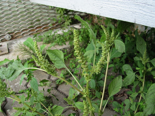 Redroot Amaranth