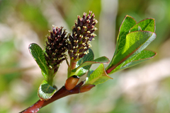 Salix fuscescens