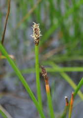Eleocharis acuta