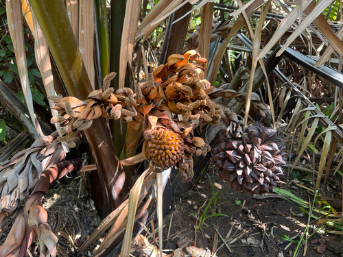 Nypa fruticans observed 2026-09-22