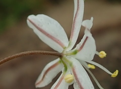Trachyandra asperata