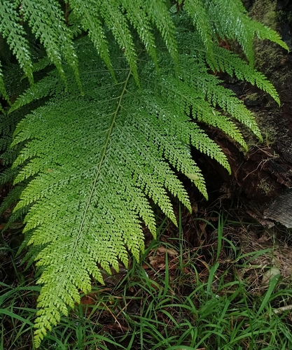 Microlepia setosa, 2026-10-02