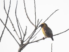 Pachyphantes superciliosus