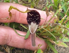 Aristolochia erecta