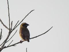 Pachyphantes superciliosus