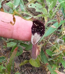 Aristolochia erecta
