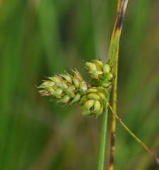 Carex inversa