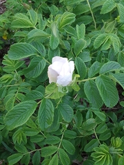 Rosa rugosa