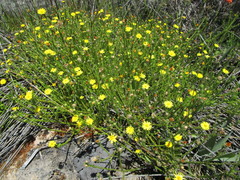 Ursinia trifida