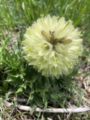 Campanula thyrsoides