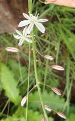 Trachyandra asperata