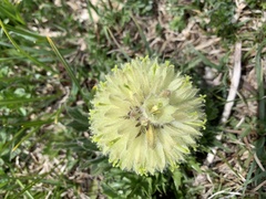 Campanula thyrsoides