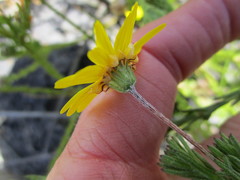 Ursinia trifida