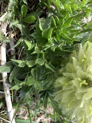 Campanula thyrsoides