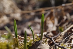 Allium microdictyon