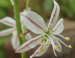 Trachyandra asperata