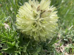 Campanula thyrsoides