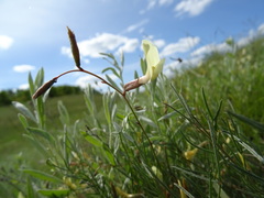 Astragalus ucrainicus