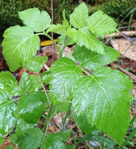 Rubus hawaiensis observed 2026-10-02