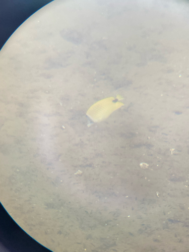 Chaetodon miliaris observed 2026-10-02