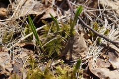 Allium microdictyon