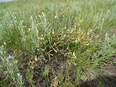 Astragalus ucrainicus