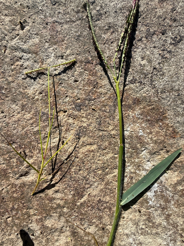 Paspalum vaginatum observed 2026-10-02