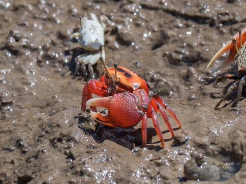 Bowed Fiddler Crab