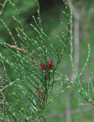 Allocasuarina paludosa