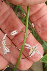 Trachyandra asperata