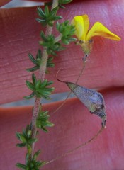 Aspalathus tenuissima