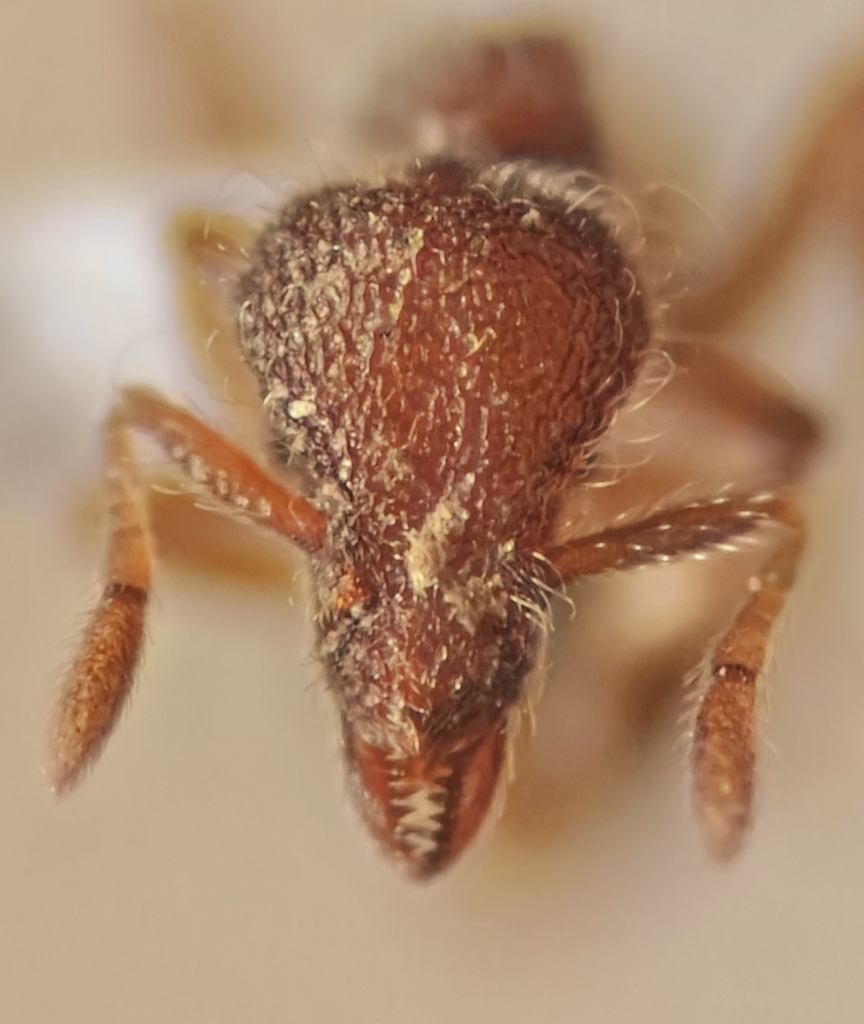Strumigenys kichijo