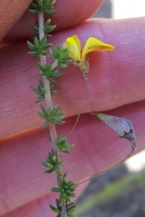 Aspalathus tenuissima