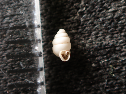 Gastrocopta observed 2026-09-25