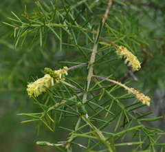 Acacia verticillata verticillata