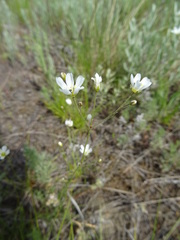 Eremogone procera