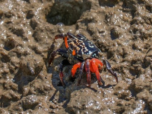 Splendid Fiddler Crab