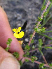 Aspalathus tenuissima