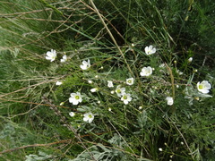 Eremogone procera